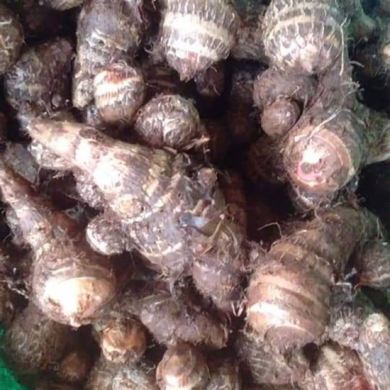 

TALAS mbote Enak dan sehat