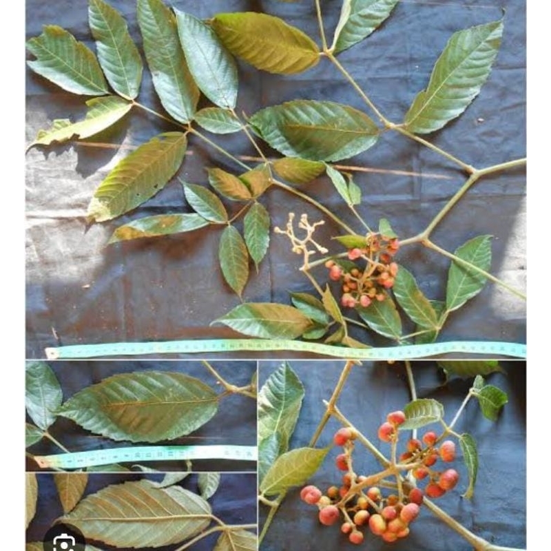 

Daun Girangan Segar 250 Gram Jimat Mancing Fresh Obat Herbal Tradisional Termurah