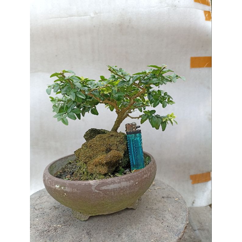 Bonsai jeruk kingkit kompakta
