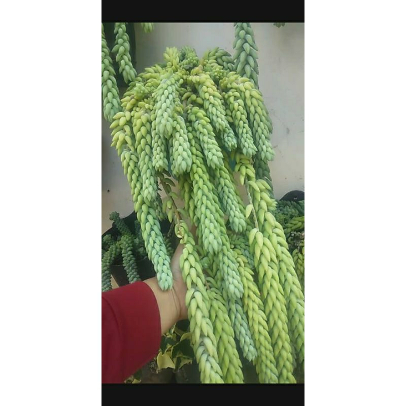 bunga air mata ibu rimbun panjang