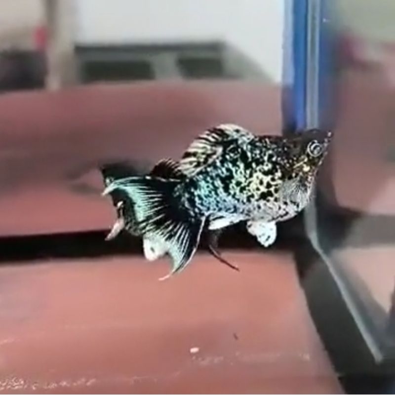 ikan molly balon blue electrik Cawang