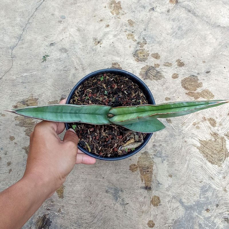 sansevieria somalia blue banana blue