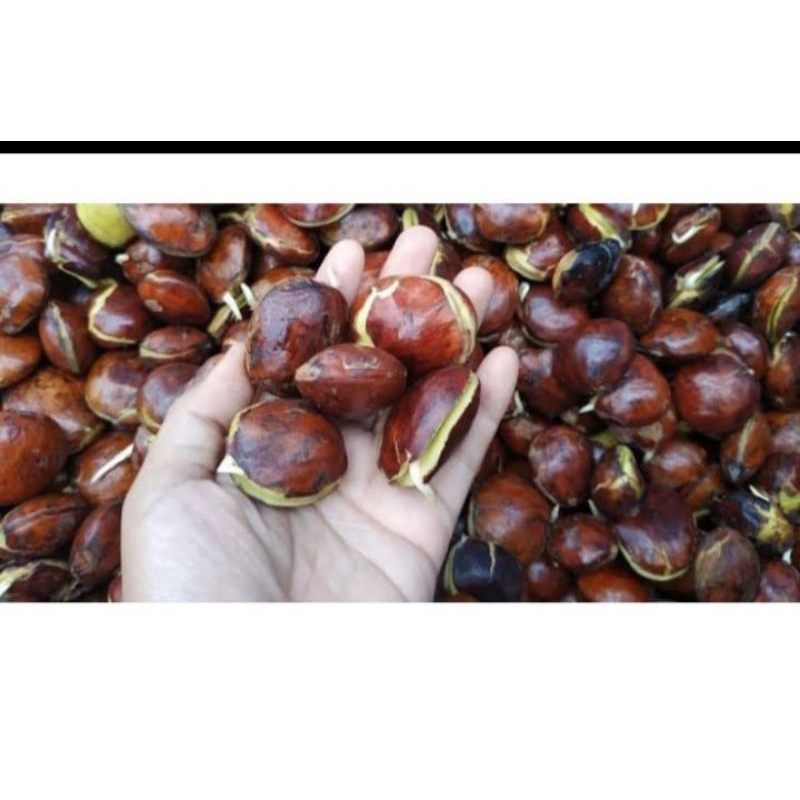 

Buah Jengkol segar 500 gr