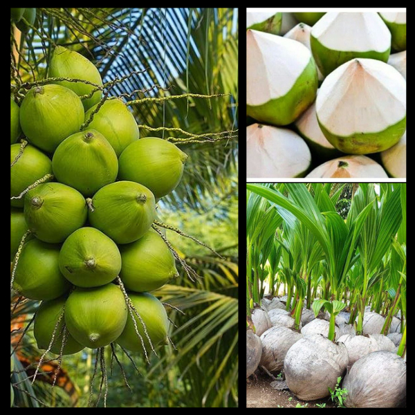 Pohon Kelapa Genjah, Pohon Kelapa Ijo, Pohon Kelapa Entok