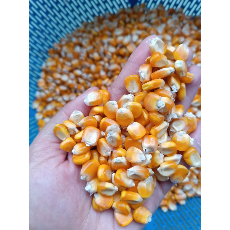 

Bibit jagung lokal tawar - 1 kg