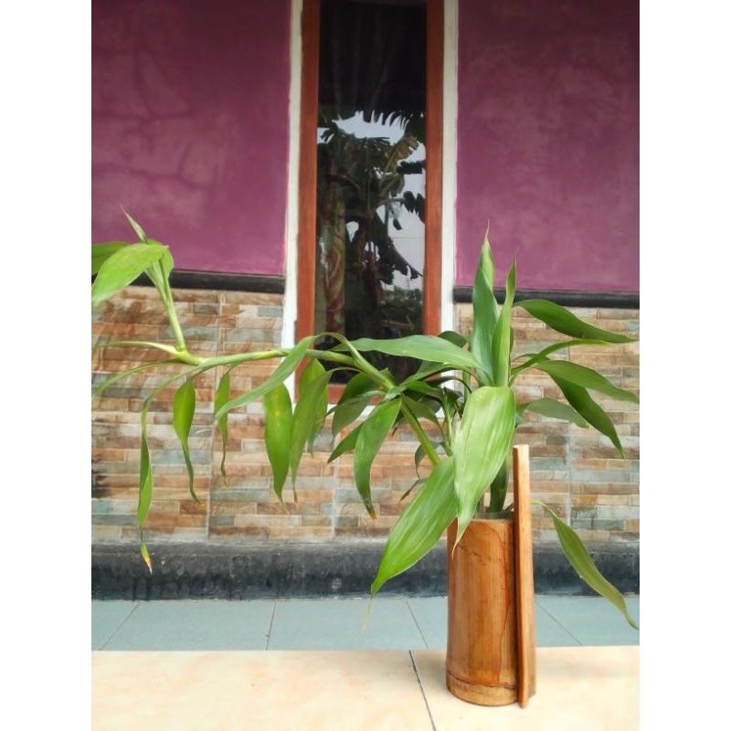 pot bambu