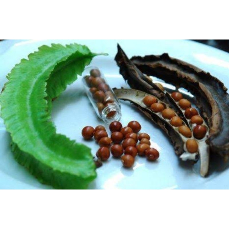 

biji kecipir