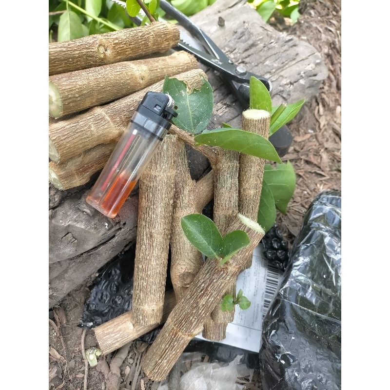 [ promo ] Bahan / bibit Bonsai SANCANG Stek isi Banyak dan Besar