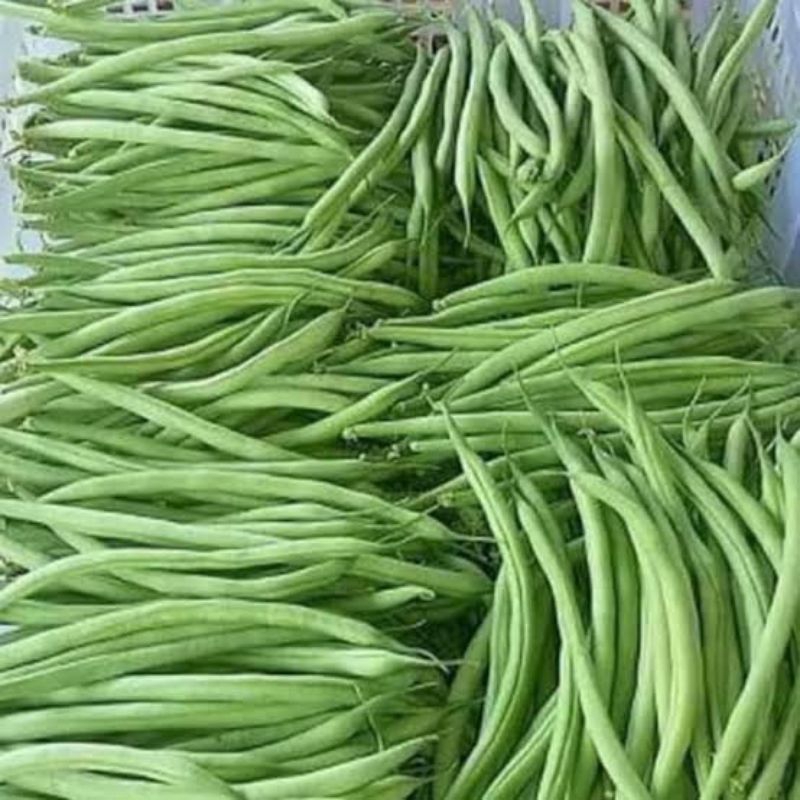 

sayur bucis 500 gr