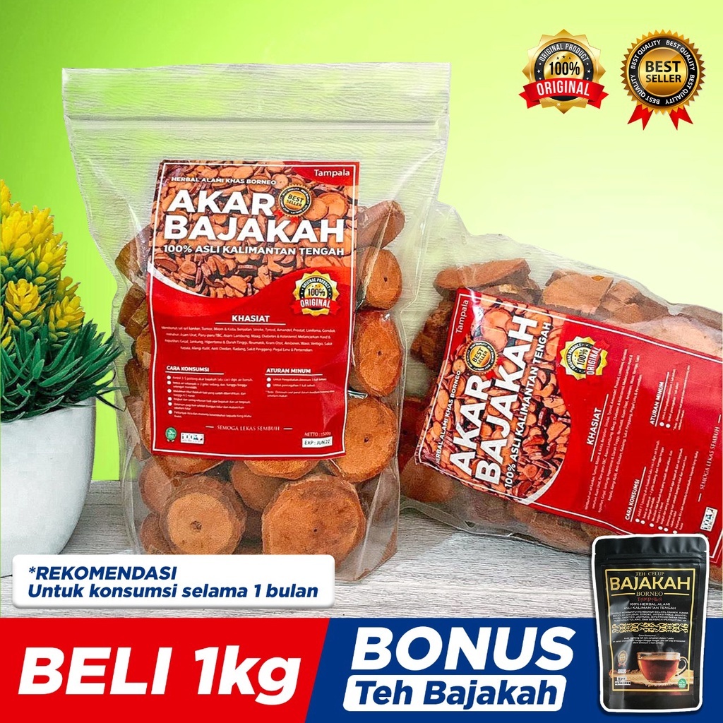 

PROMO COD TERLARIS Akar Kayu BAJAKAH TAMPALA MERAH 250grm s/d 1kgSiap Seduh Obat Tumor dan Kanker (100% ORIGINAL) Asli Kalimantan - BONUS Teh Bajakah