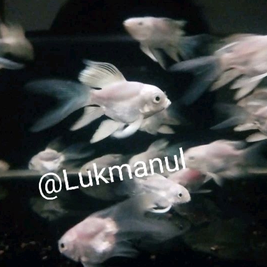 NEW- IKAN KOI SB BUTTERFLY HUDIELONG IMPOR