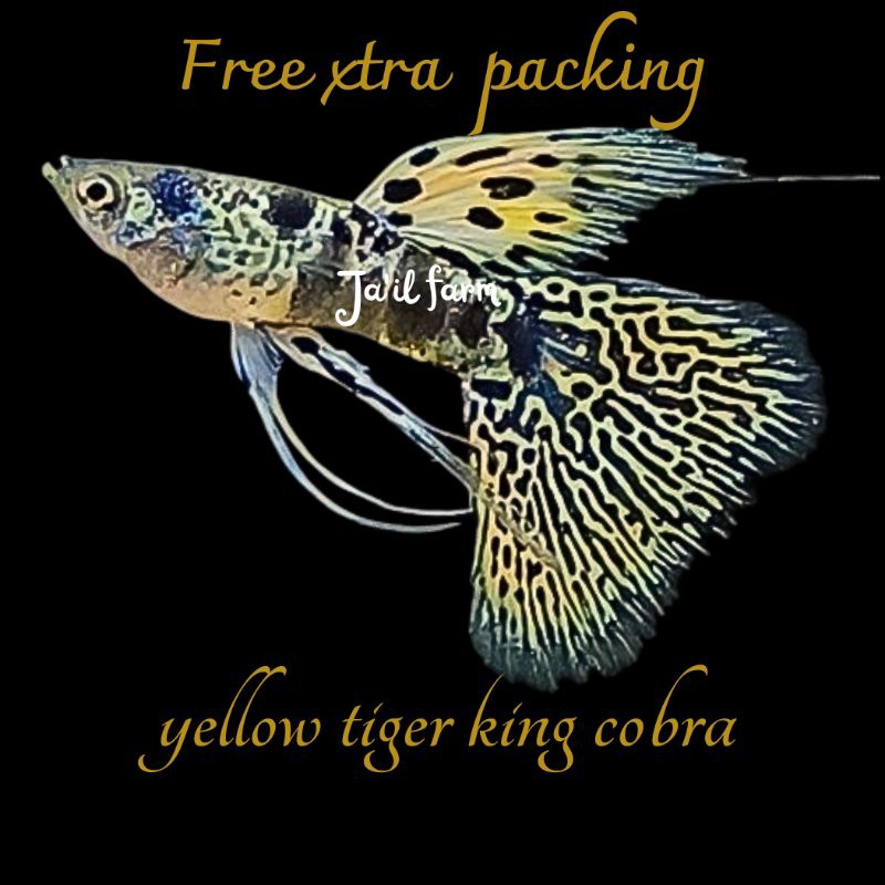 

FREE XTRA PACKING-YELLOW TIG3R KING C0BRA RIBON & GEN RIBON