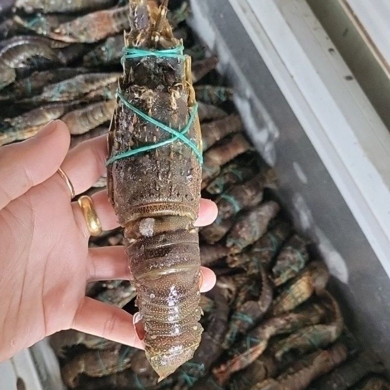 LOBSTER LAUT BEKU 2KG