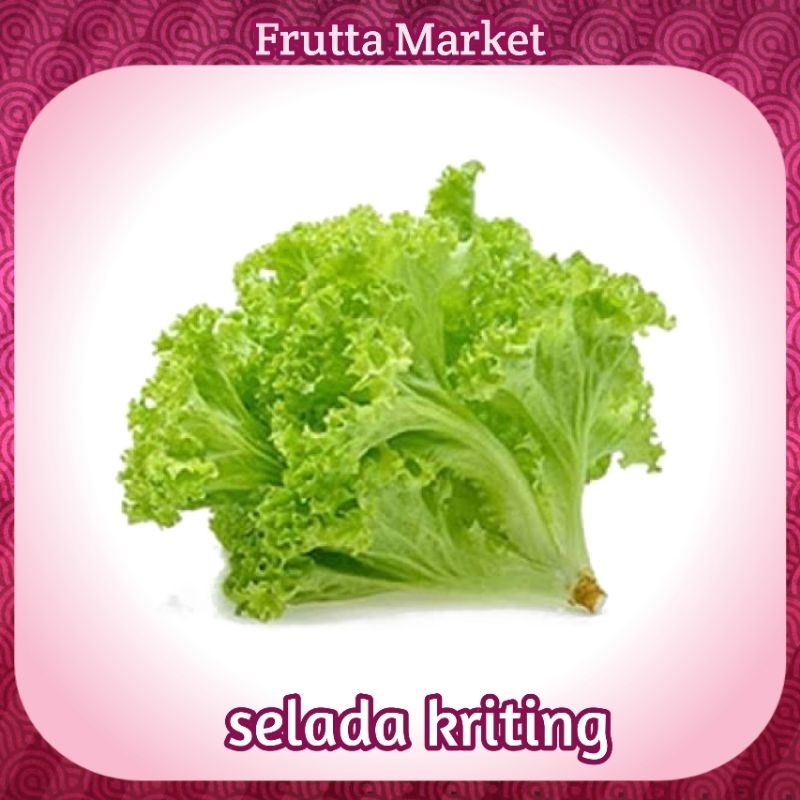 

Selada / Selada Kriting / Selada Fresh