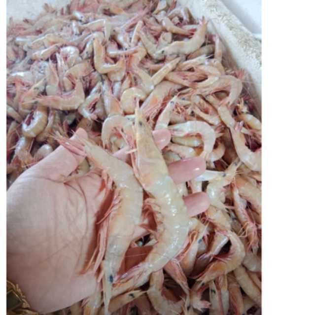 

udang dogol 1kg