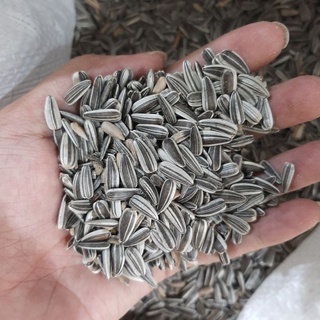 1KG KUACI KWACI IMPORT BIJI BUNGA MATAHARI SUN FLOWER PAKAN HAMSTER BURUNG