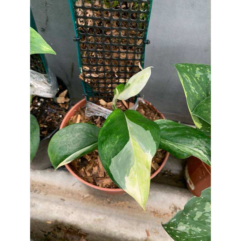 scindapsus variegata rubicon