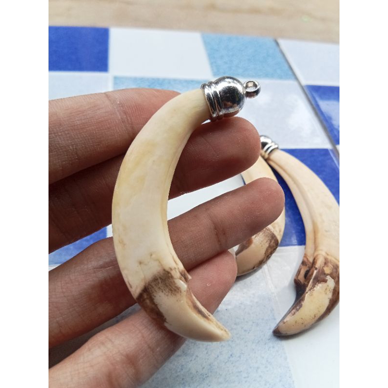 Liontin taring babi asli 100% tarbi betina original