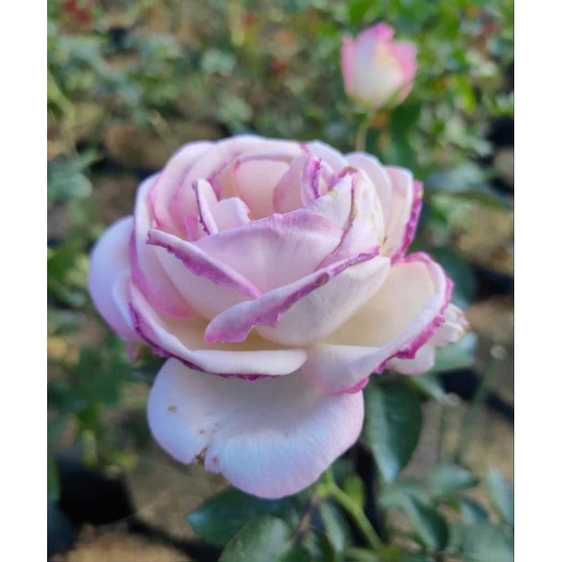 Mawar Komplang Omega Bunga Besar Indukan