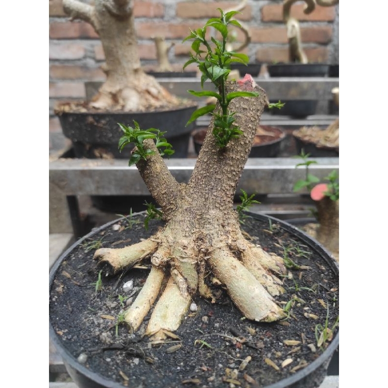 Anting putri program akar (Anput prokar) bahan bonsai anting putri
