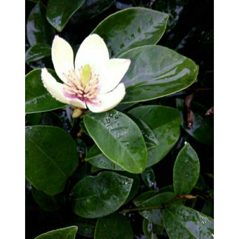 Bibit Tanaman Hias Bunga CEMPAKA MULYA-Bunga Cempaka Mulya