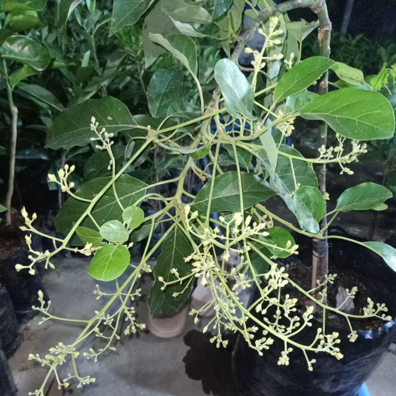 bibit tanaman alpukat berbunga/berbuah super tabulampot