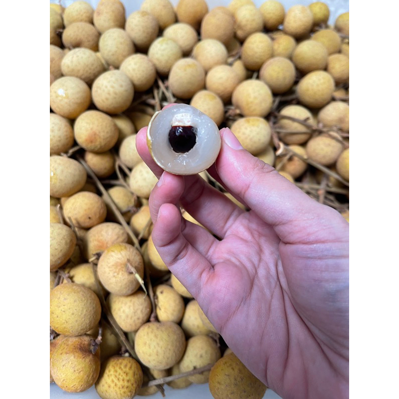 

Lengkeng Thailand Ukuran 1kg dan 500gr Manis
