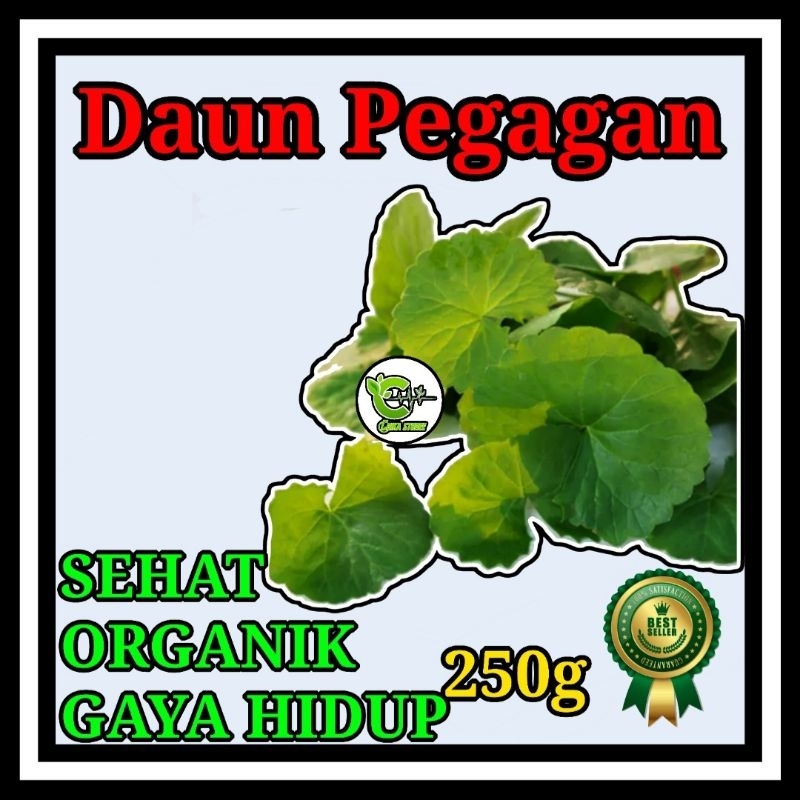 

Daun pegagan 250gram