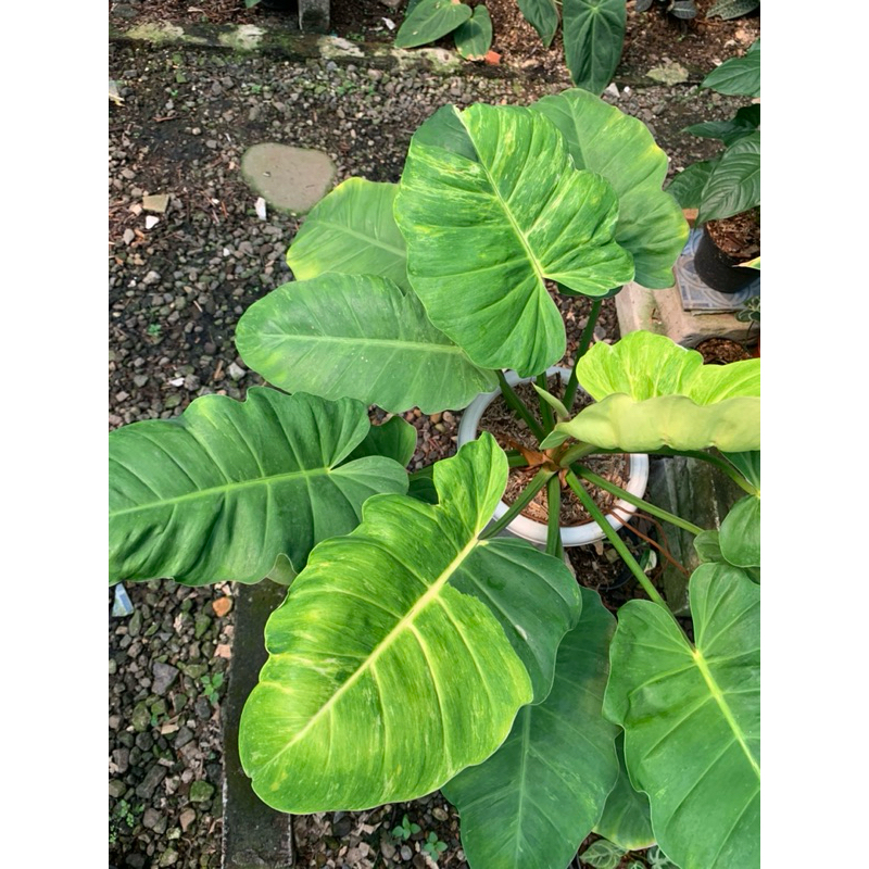 philodendron  snowdrift variegata