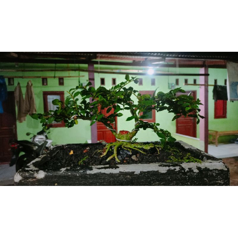 bonsai siap pajang