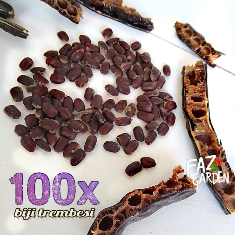 FAZGARDEN--->100x biji keduh biji trembesi pohon trembesi