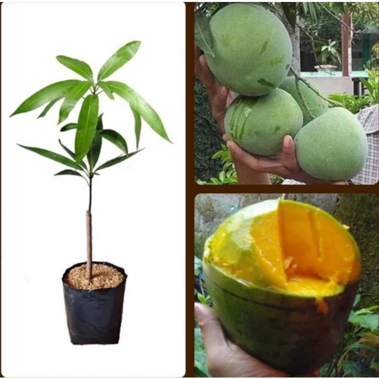 Bibit / Pohon Mangga Kelapa Super Unggul Cepat Berbuah