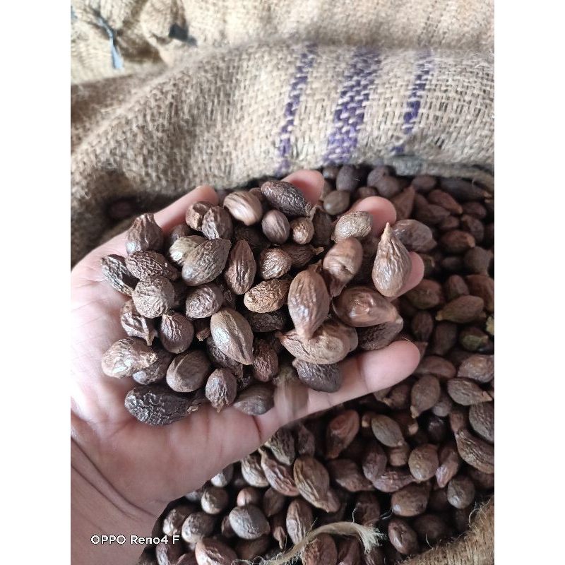 

BUAH TEMPAYANG JUAL.KILOAN