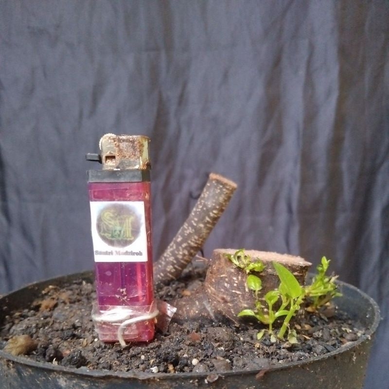 Bahan Bonsai Iprik Dongkelan Mame Small Size The Maxx 30 cm real pick