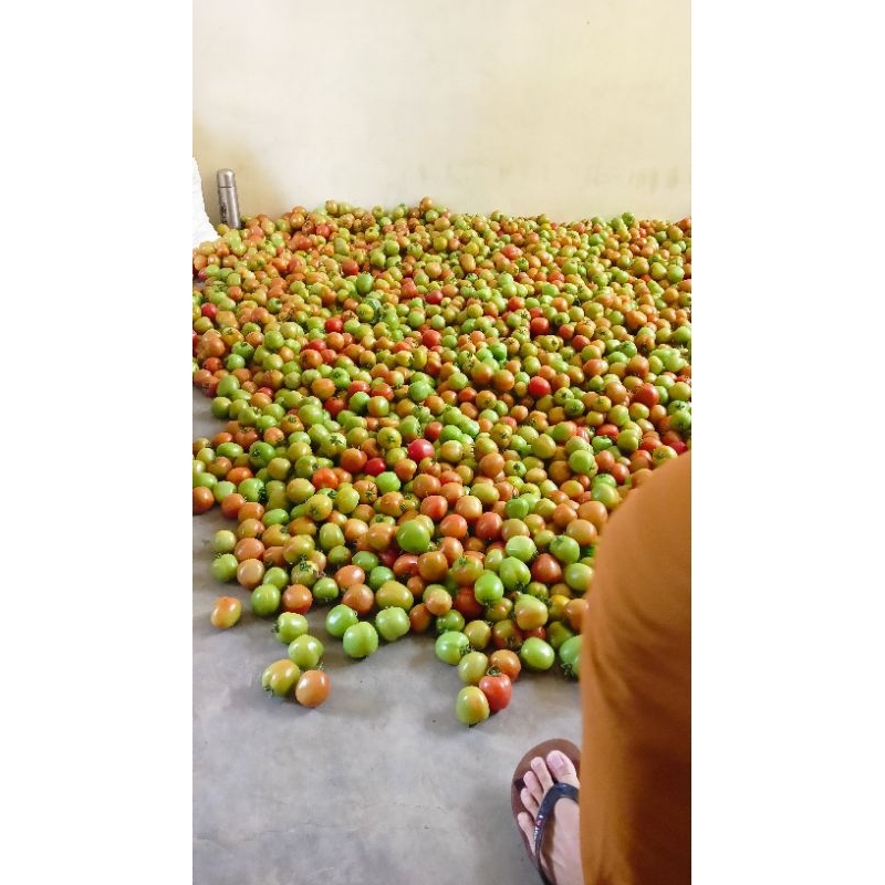 

tomat murah langsung dari petani