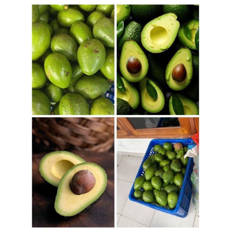 

Buah alpukat mentega segar