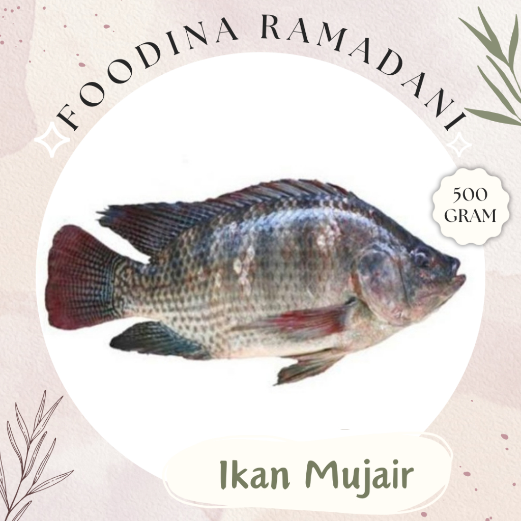 

IKAN MUJAIR Mujaer - Tilapia Fish Fresh [ Berat 500gr ] Harga Per 0,5 Kg