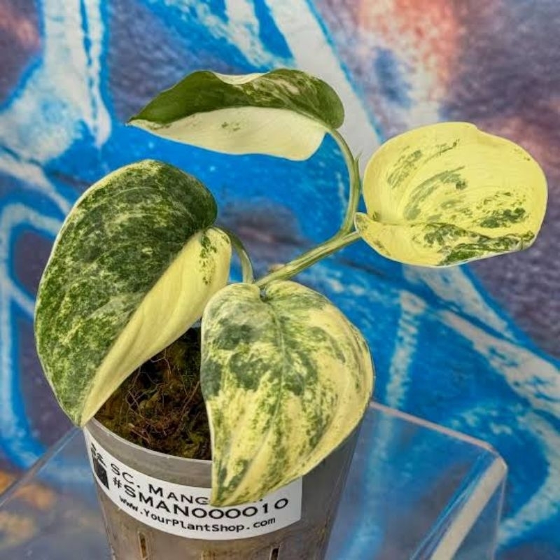 Scindapsus Mangurai Variegata Rare Item / Scindapsus Manguray Varigata / Tanaman Hias Scindapsus Man