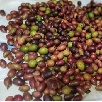 

Buah Matoa 2 Kg