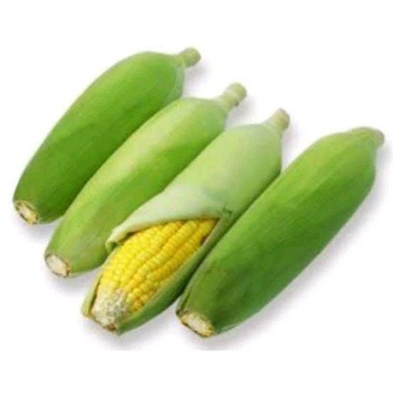 

jagung manis kulitan/pcs