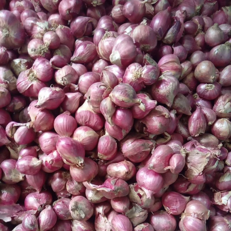 

Bawang merah asli probolinggo