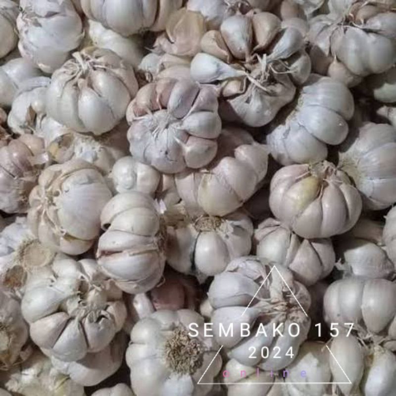 

bawang putih