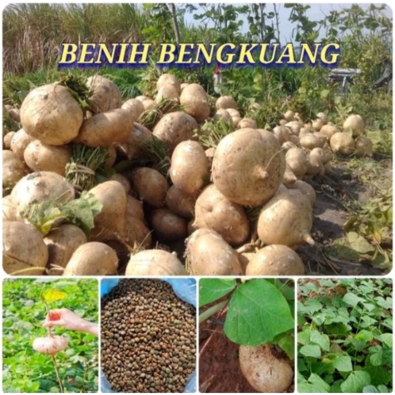 30 BENIH BENGKOANG BESAR SUPER