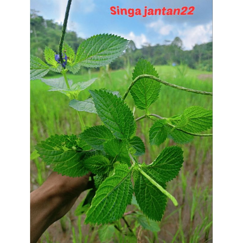 

Daun Jarong fresh baru petik daun pecut kuda 1 kg