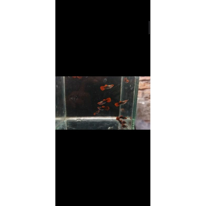 paketan 4 pasang guppy toxedo koi sb glass belly