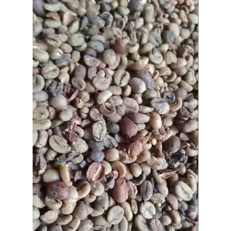 

BIJI KOPI ROBUSTA BENGKULU (READY STOCK 20 TON)