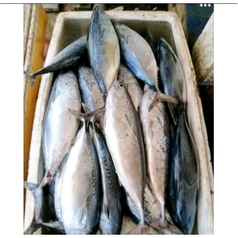 

Ikan Tongkol Fresh Segar per Kiloan