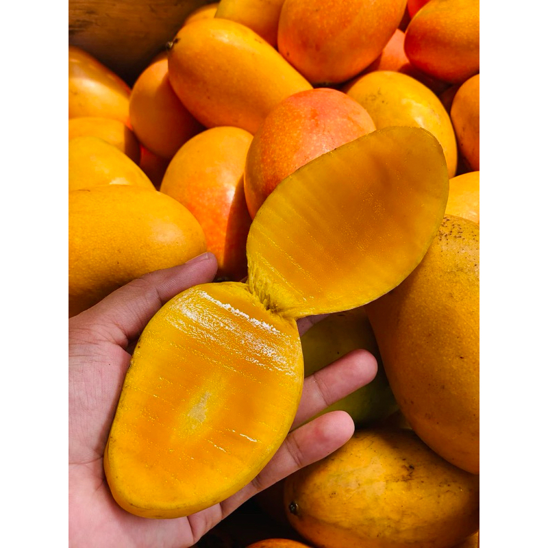 

Mangga Podang Gunung Suluhan Berat 1 Kg