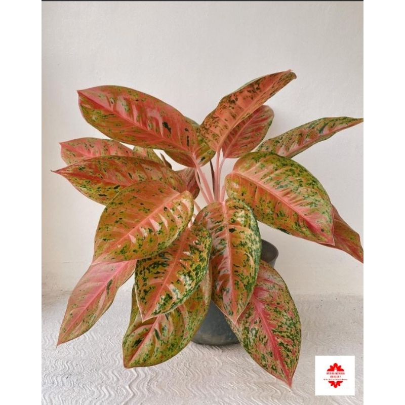 AGLONEMA BIGROY MERAH - Tanaman Hias Hidup Bigroy Merah Remaja