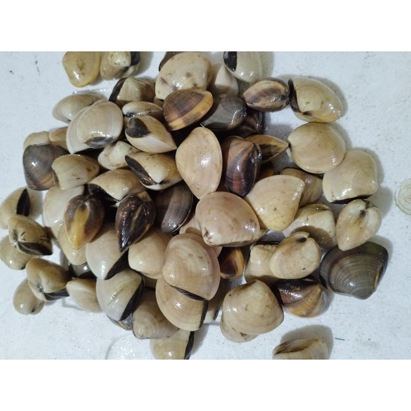 

Kerang tahu fresh dan segar 1kg